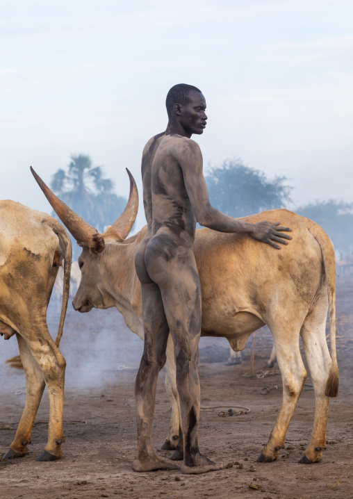 Naked Mundari tribe man covering his cow in ash to repel mosquitoes, Central Equatoria, Terekeka, South Sudan