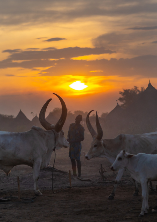 Mundari tribe man with long horns cows in the sunset, Central Equatoria, Terekeka, South Sudan