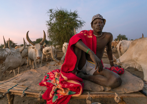 Mundari tribe man resting on a wooden bed in the middle of his long horns cows, Central Equatoria, Terekeka, South Sudan