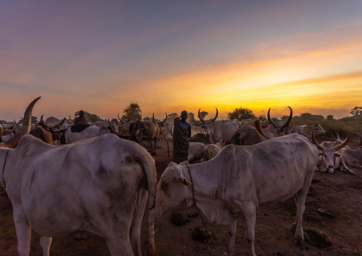 Long horns cows in a Mundari tribe camp gathering around bonfires to repel mosquitoes and flies, Central Equatoria, Terekeka, South Sudan