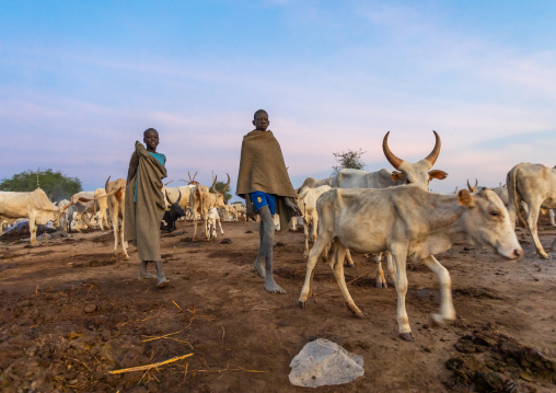 Mundari tibe boys taking care of the clong horns cows in the camp, Central Equatoria, Terekeka, South Sudan