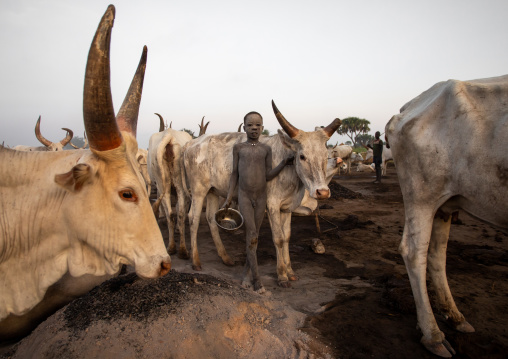 Mundari tribe boy taking care of the long horns cows in the camp, Central Equatoria, Terekeka, South Sudan