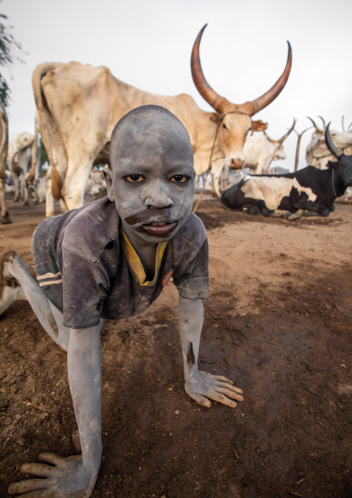 Mundari tribe boy collecting dried cow dungs to make bonfires to repel mosquitoes and flies, Central Equatoria, Terekeka, South Sudan