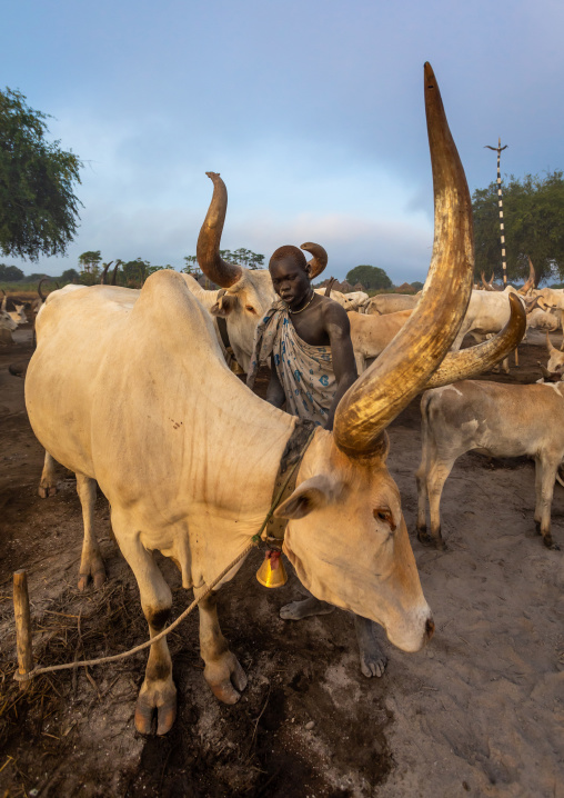 Mundari tribe man covering his cow in ash to repel flies and mosquitoes, Central Equatoria, Terekeka, South Sudan