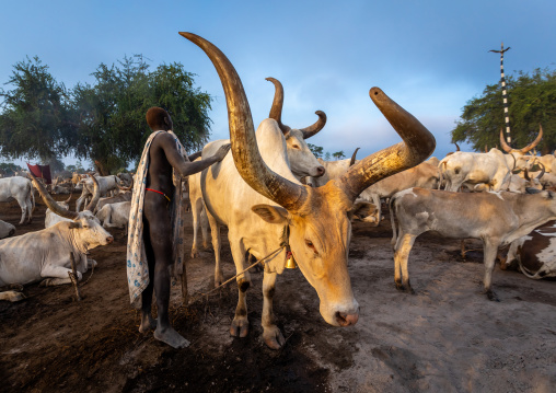 Mundari tribe man covering his cow in ash to repel flies and mosquitoes, Central Equatoria, Terekeka, South Sudan