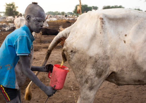Mundari tribe boy collecting cow urine to use it to wash his body and dye his hair, Central Equatoria, Terekeka, South Sudan