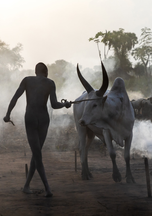 Long horns cows in a Mundari tribe camp gathering around bonfires to repel mosquitoes and flies, Central Equatoria, Terekeka, South Sudan