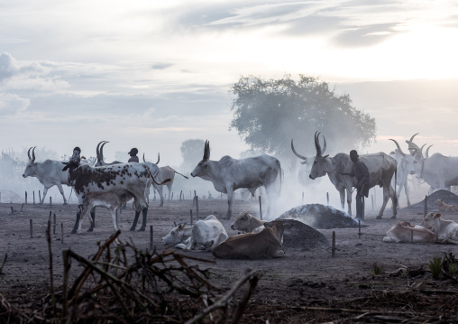 Long horns cows in a Mundari tribe camp, Central Equatoria, Terekeka, South Sudan