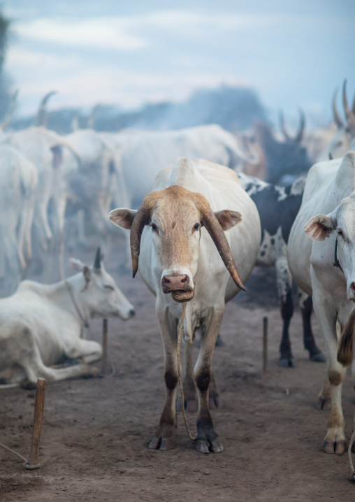 Cows in a Mundari tribe camp, Central Equatoria, Terekeka, South Sudan
