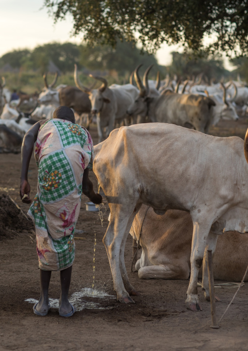 Mundari tribe man collecting cow urine to take advantage of the antibacterial properties, Central Equatoria, Terekeka, South Sudan