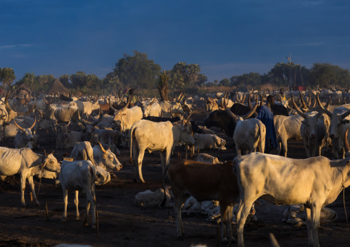 Long horns cows in a Mundari tribe camp in the morning, Central Equatoria, Terekeka, South Sudan