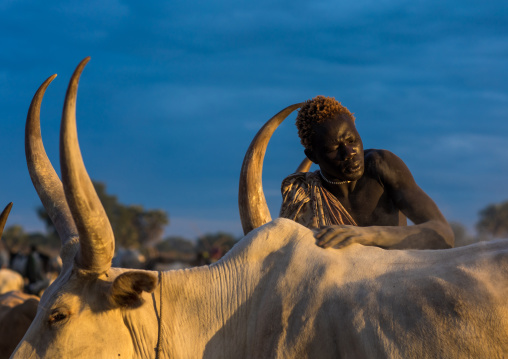 Mundari tribe man covering his cow in ash to repel flies and mosquitoes, Central Equatoria, Terekeka, South Sudan
