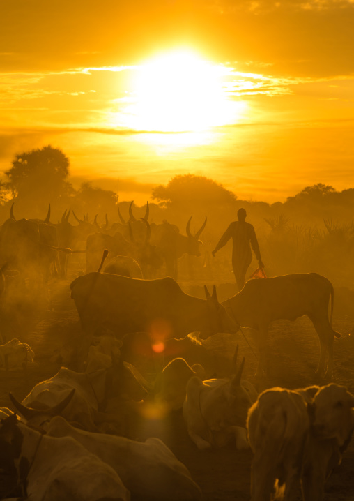 Mundari tribe cows camp in the sunset, Central Equatoria, Terekeka, South Sudan