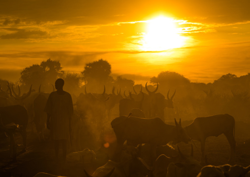 Mundari tribe cows camp in the sunset, Central Equatoria, Terekeka, South Sudan