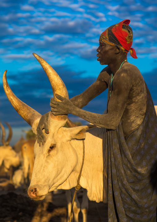 Mundari tribe man covering his cow in ash to repel flies and mosquitoes, Central Equatoria, Terekeka, South Sudan