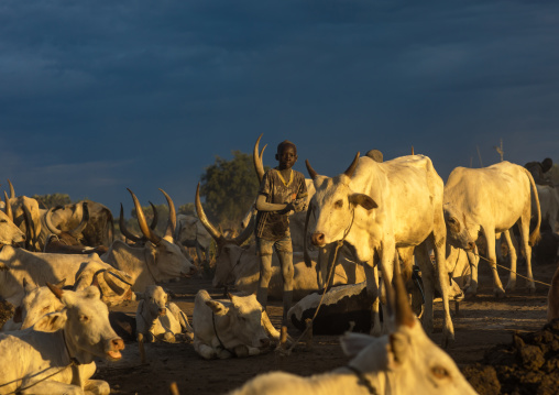 Mundari tribe boy taking care of the long horns cows in the camp, Central Equatoria, Terekeka, South Sudan