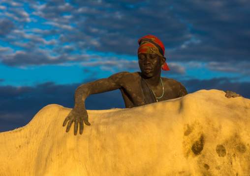 Mundari tribe man covering his cow in ash to repel flies and mosquitoes, Central Equatoria, Terekeka, South Sudan