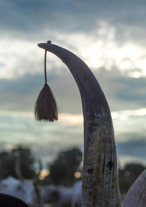 Pompon on the horn of a cow in Mundari tribe, Central Equatoria, Terekeka, South Sudan