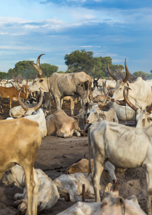 Long horns cows in a Mundari tribe camp, Central Equatoria, Terekeka, South Sudan