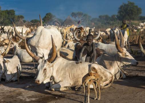 Mundari tribe boy taking care of the long horns cows in the camp, Central Equatoria, Terekeka, South Sudan