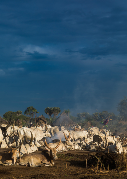Long horns cows in a Mundari tribe camp, Central Equatoria, Terekeka, South Sudan