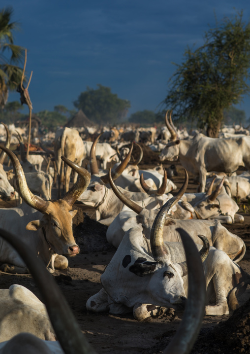 Long horns cows in a Mundari tribe camp, Central Equatoria, Terekeka, South Sudan