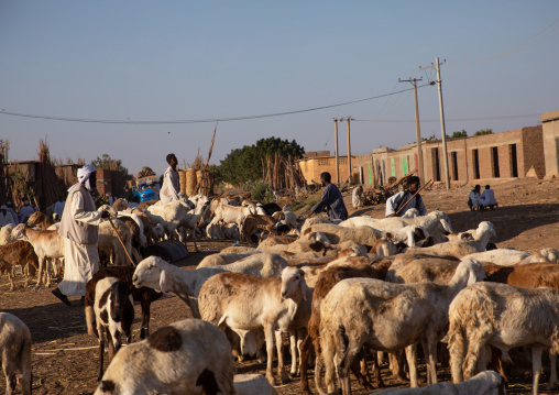 Flock of sheep in the city, Kassala State, Kassala, Sudan