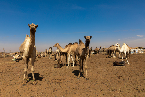 Camel market, Khartoum State, Omdurman, Sudan
