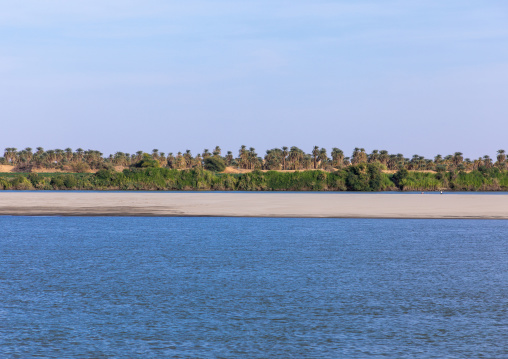 Plam trees on the river Nile, Northern State, Al-Khandaq, Sudan