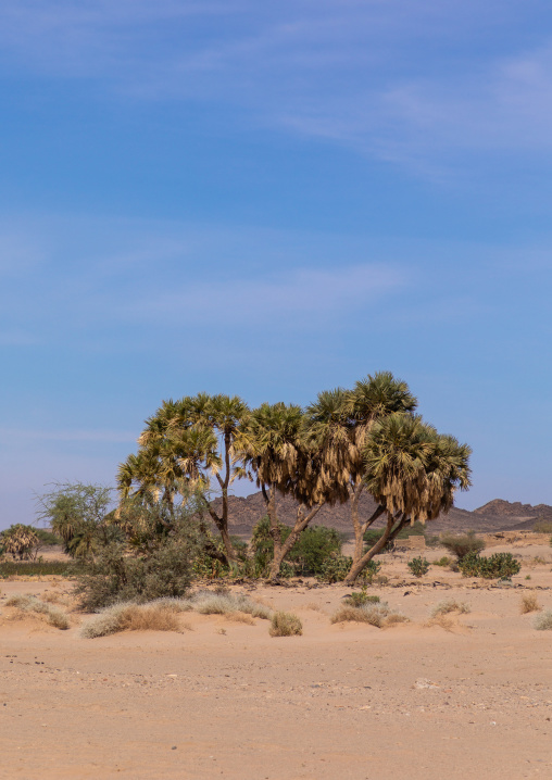 Plam trees in Bayoda desert, Northern State, Wadi Abu Dom, Sudan