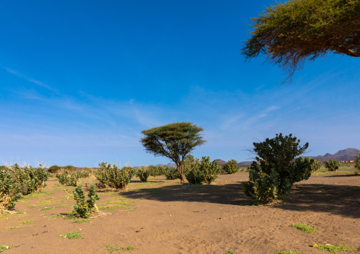 Trees in an arid area, Northern State, Bayuda desert, Sudan