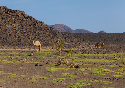 Camels in a rocky landscape, Northern State, Bayuda desert, Sudan