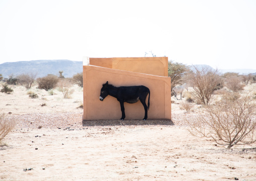 Donkey in the shade, Nubia, Musawwarat es-Sufra, Sudan