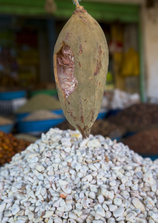 Sudan, Khartoum State, Omdurman, baobab fruit