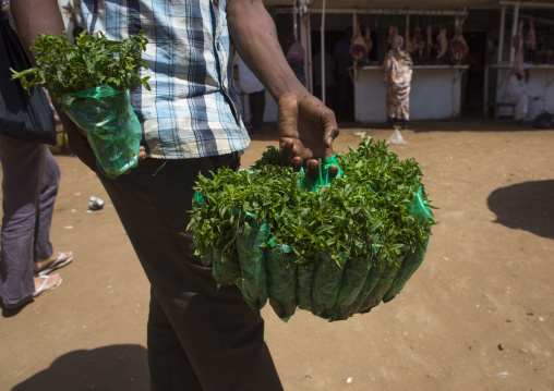 Sudan, Khartoum State, Omdurman, mint seller