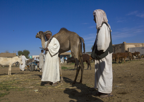 Sudan, Northern Province, Dongola, camel market