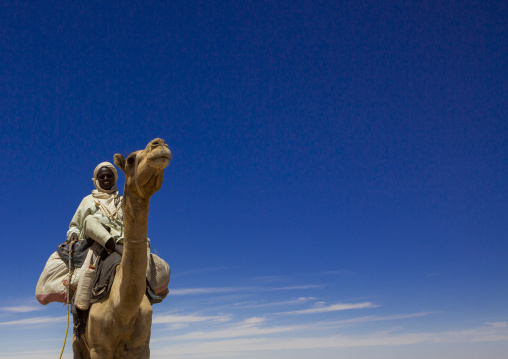 Sudan, Northern Province, Dongola, camel herder going to egypt with a caravan