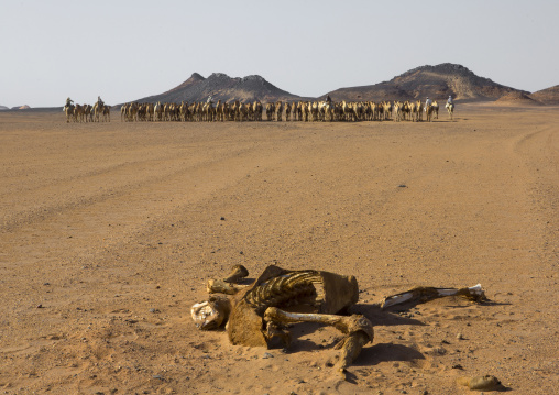 Sudan, Northern Province, Dongola, dead camel in front of a herd going to egypt