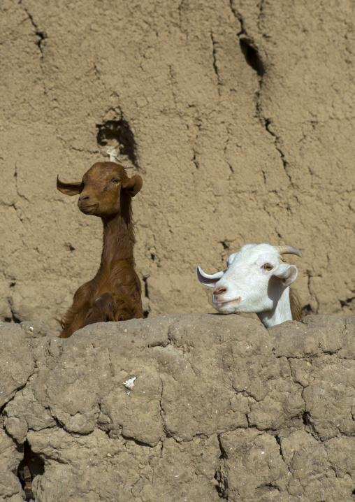 Sudan, Northern Province, Delgo, goats overlooking a rock