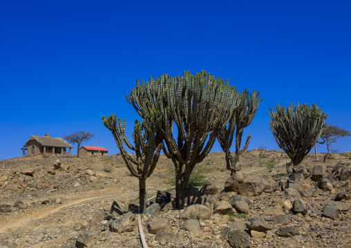 Sudan, Red Sea Hills, Erkowit, old english house with euphorbias