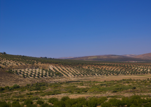 Landscape, Hama, Hama Governorate, Syria