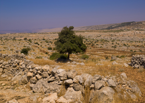 Landscape, Refade, Idlib Governorate, Syria