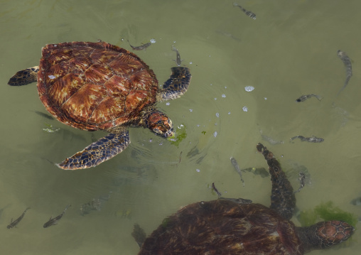 Turtles in nungwi beach zanzibar, Tanzania