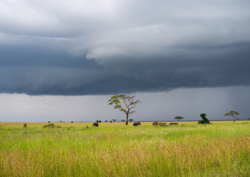 Tanzania, Mara, Serengeti National Park, african elephants (loxodonta africana) behind an acacia tree under a stormy sky