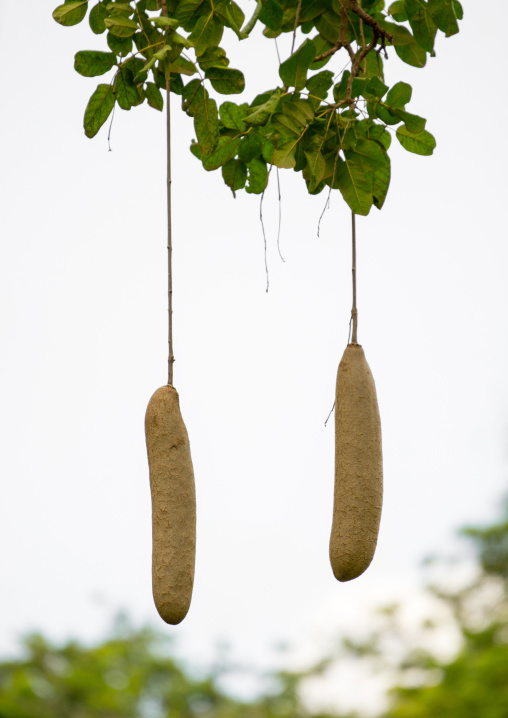 Tanzania, Park Manyara, Arusha, sausage tree fruits hanging from vines