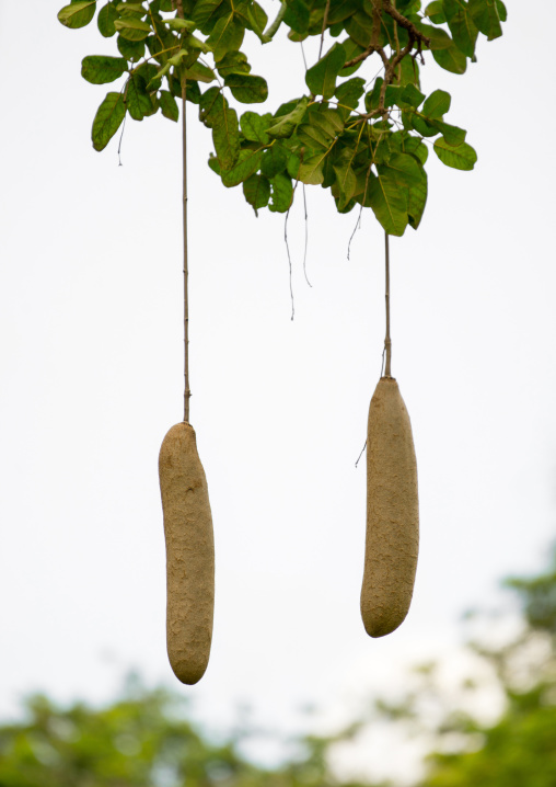 Tanzania, Park Manyara, Arusha, sausage tree fruits hanging from vines