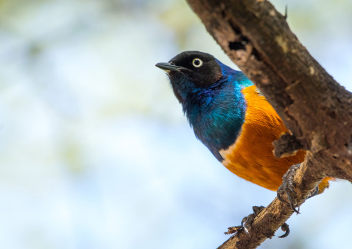 Tanzania, Park Manyara, Arusha, starling bird ona branch