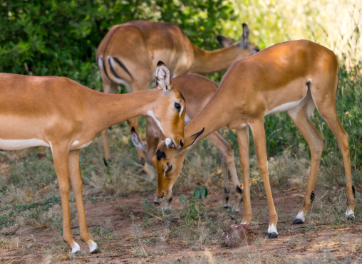 Tanzania, Park Manyara, Arusha, herd of female impalas (aepyceros melampus)