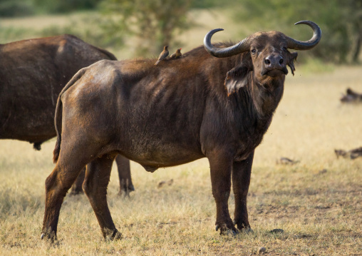 Tanzania, Park Manyara, Arusha, cape buffalo (syncerus caffer) bull