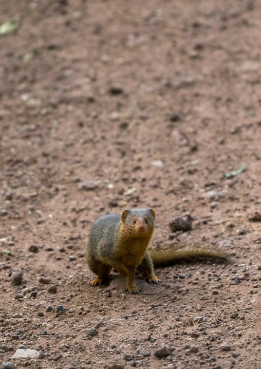 Tanzania, Park Manyara, Arusha, dwarf mongoose (helogale parvula)